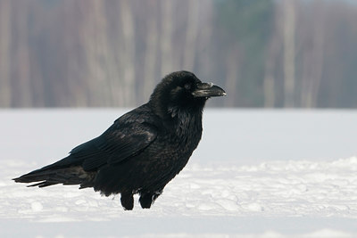 BUITEN BEELD Foto: 83734