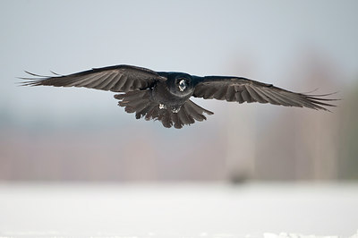 BUITEN BEELD Foto: 83737