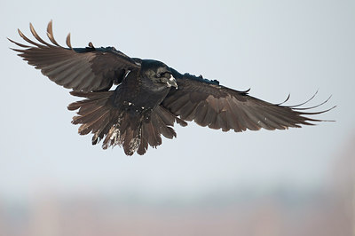 BUITEN BEELD Foto: 83739