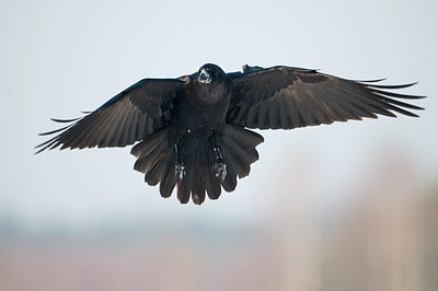 BUITEN BEELD Foto: 83743