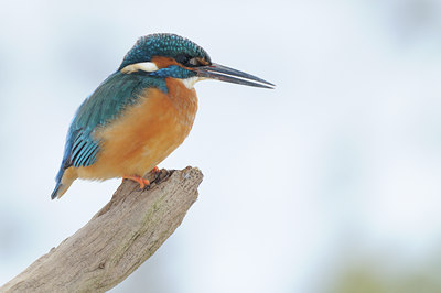 BUITEN BEELD Foto: 83750