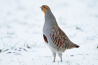 BUITEN BEELD Foto: 83752