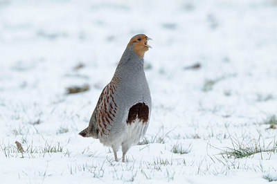 BUITEN BEELD Foto: 83754