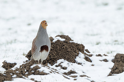 BUITEN BEELD Foto: 83756