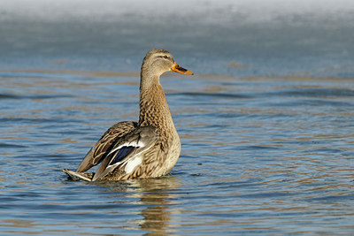 BUITEN BEELD Foto: 83761