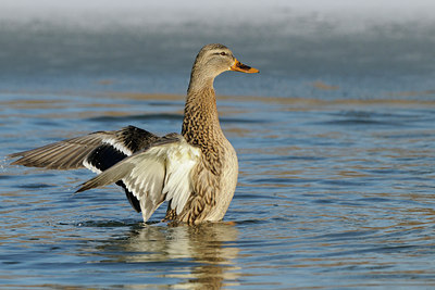 BUITEN BEELD Foto: 83763