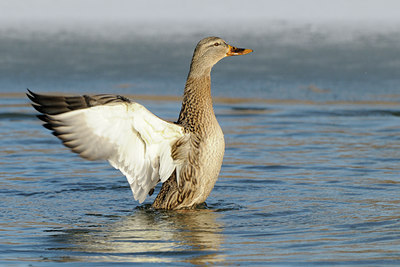 BUITEN BEELD Foto: 83766