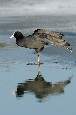 BUITEN BEELD Foto: 83768