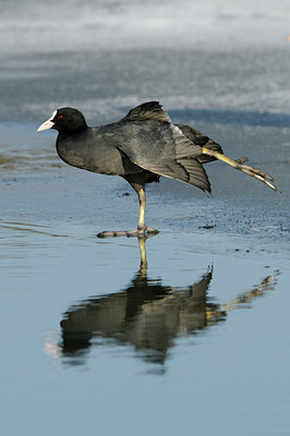 BUITEN BEELD Foto: 83769