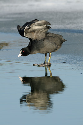 BUITEN BEELD Foto: 83770