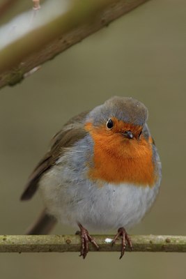 BUITEN BEELD Foto: 83775