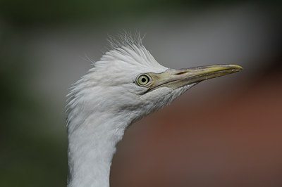BUITEN BEELD Foto: 83789