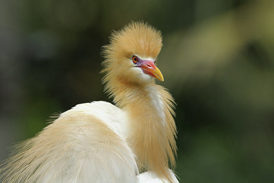 BUITEN BEELD Foto: 83792