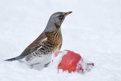 BUITEN BEELD Foto: 83800