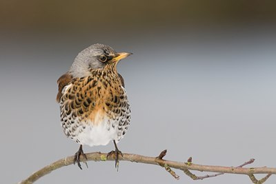 BUITEN BEELD Foto: 83807