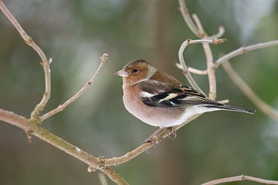 BUITEN BEELD Foto: 83815