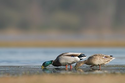 BUITEN BEELD Foto: 83818