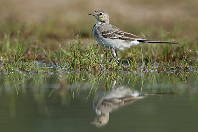 BUITEN BEELD Foto: 83819
