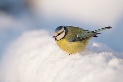 BUITEN BEELD Foto: 83823