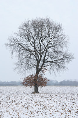 BUITEN BEELD Foto: 83827