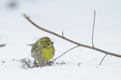 BUITEN BEELD Foto: 83829