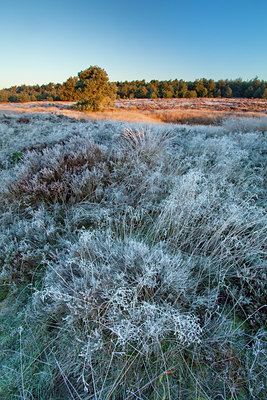 BUITEN BEELD Foto: 83838