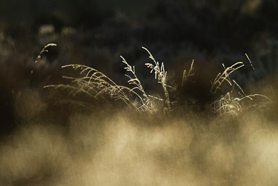 BUITEN BEELD Foto: 83840