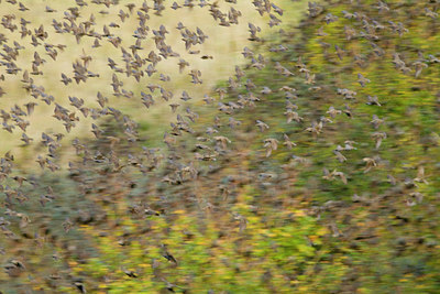 BUITEN BEELD Foto: 83845