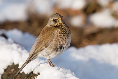 BUITEN BEELD Foto: 83887