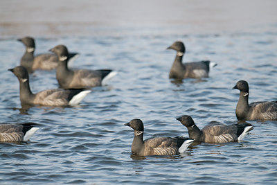BUITEN BEELD Foto: 83891