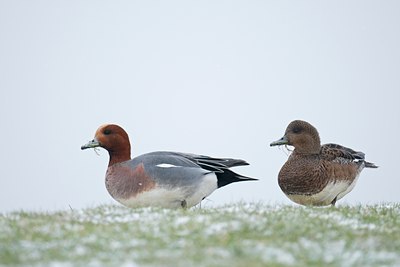 BUITEN BEELD Foto: 83893