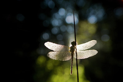 BUITEN BEELD Foto: 83900