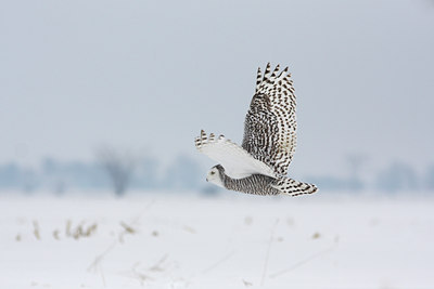 BUITEN BEELD Foto: 83908