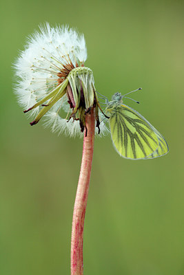 BUITEN BEELD Foto: 83923