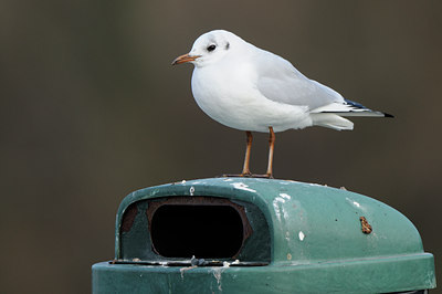 BUITEN BEELD Foto: 83932