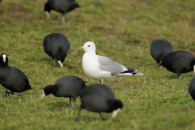 BUITEN BEELD Foto: 83939
