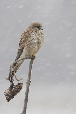 BUITEN BEELD Foto: 83941