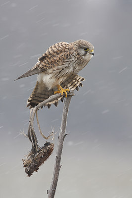 BUITEN BEELD Foto: 83942