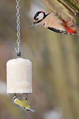 BUITEN BEELD Foto: 83976