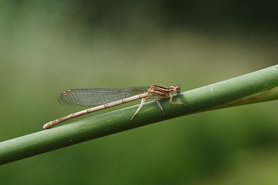 BUITEN BEELD Foto: 84016