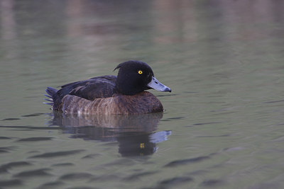 BUITEN BEELD Foto: 84035