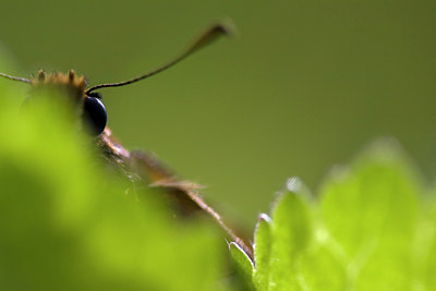 BUITEN BEELD Foto: 84114