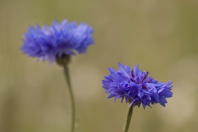 BUITEN BEELD Foto: 84124