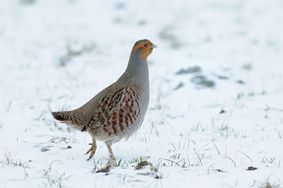 BUITEN BEELD Foto: 84142