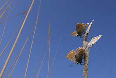 BUITEN BEELD Foto: 84150