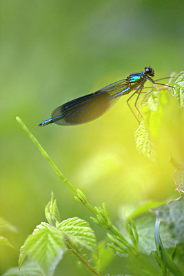 BUITEN BEELD Foto: 84155