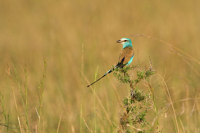 BUITEN BEELD Foto: 84178