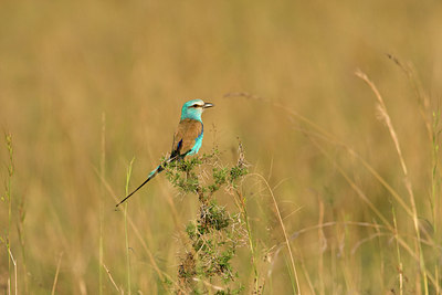 BUITEN BEELD Foto: 84180