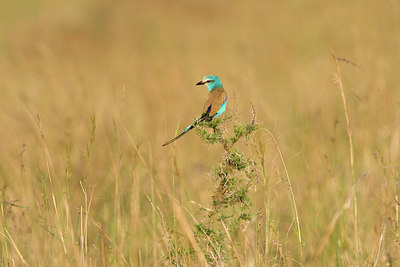 BUITEN BEELD Foto: 84181