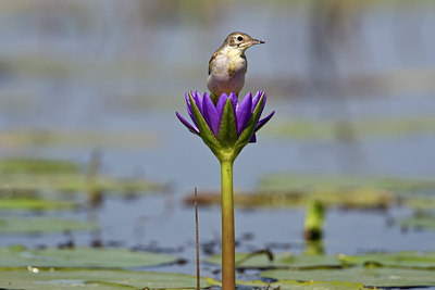 BUITEN BEELD Foto: 84188